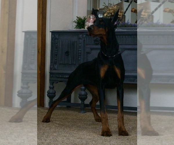 Medium Photo #7 Doberman Pinscher Puppy For Sale in WARSAW, IN, USA