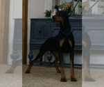 Small #6 Doberman Pinscher