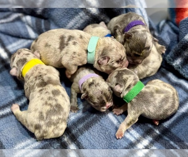Medium Photo #2 French Bulldog Puppy For Sale in FAYETTEVILLE, NC, USA