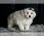 Small #3 Maltipoo (Miniature)