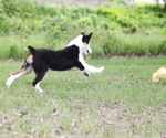 Small #4 Australian Shepherd