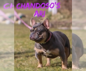 Mother of the French Bulldog puppies born on 12/31/2025