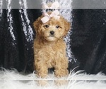 Puppy Whoomee F1B Maltipoo