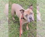 *ZARA - Female American Staffordshire Terrier Dog for Adoption - Small photo