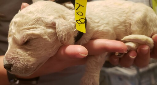 Medium Photo #3 Goldendoodle Puppy For Sale in SACRAMENTO, CA, USA