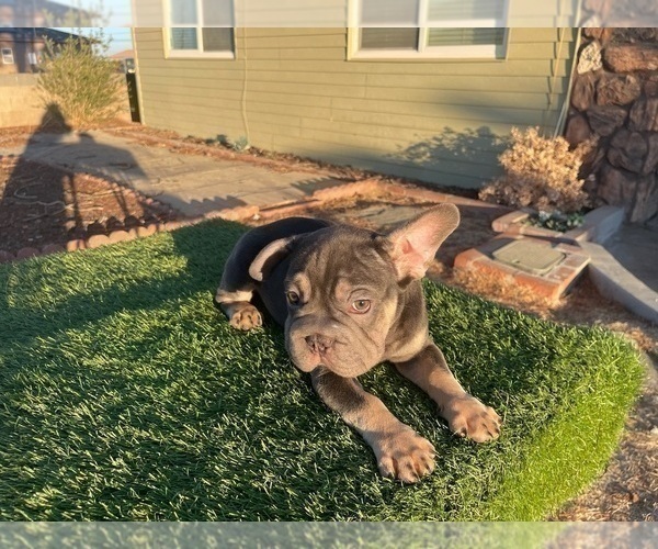 Medium Photo #40 French Bulldog Puppy For Sale in SPRINGFIELD, MA, USA