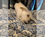Small #1 Mutt