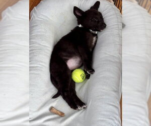 Lydia - Female Shepradors Dog for Adoption - Photo #12