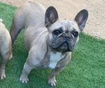 Small Photo #1 French Bulldog Puppy For Sale in WEST HOLLYWOOD, CA, USA