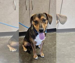 Mutt Dogs for adoption in Rockwall, TX, USA