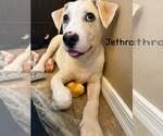 Small #3 Greater Swiss Mountain Dog-Labrador Retriever Mix