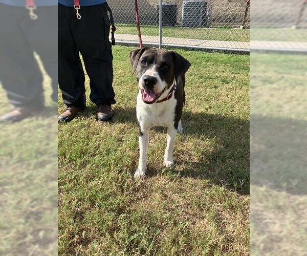 Medium Photo #2 Pointer-Unknown Mix Puppy For Sale in Corpus Christi, TX, USA