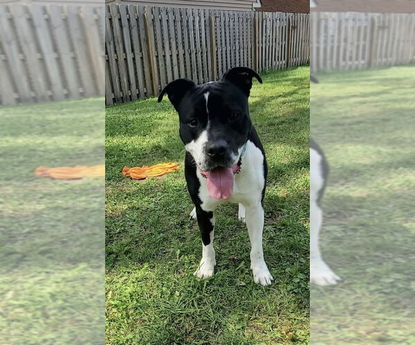 Medium Photo #1 Mutt Puppy For Sale in Strongsville, OH, USA