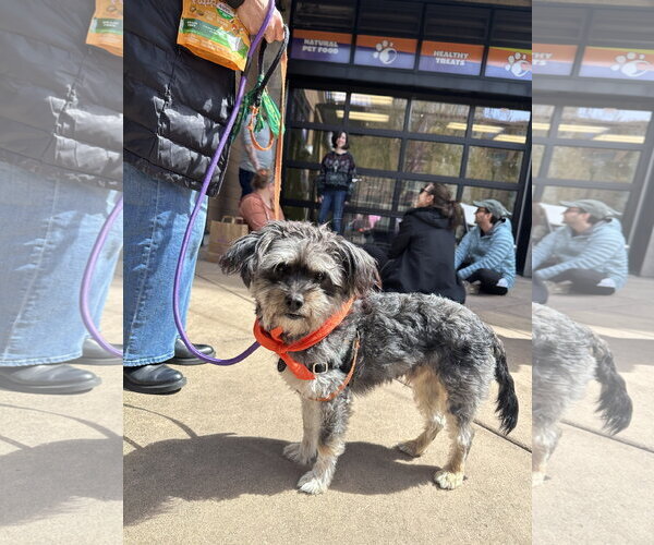 Medium Photo #1 Mutt Puppy For Sale in Bellevue, WA, USA