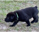 Small Photo #20 Rotticorso Puppy For Sale in REEVESVILLE, SC, USA