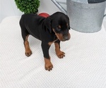 Small Photo #62 Doberman Pinscher Puppy For Sale in GOSHEN, IN, USA