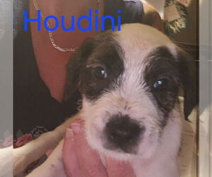 Havanese Dogs for adoption in Mt. Laurel, NJ, USA