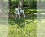 Small #4 American Pit Bull Terrier