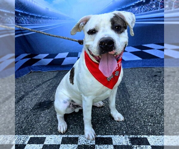 Medium Photo #7 American Bulldog-Unknown Mix Puppy For Sale in Long Beach, CA, USA