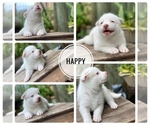 Small Photo #1 Pomsky Puppy For Sale in MIAMI, FL, USA