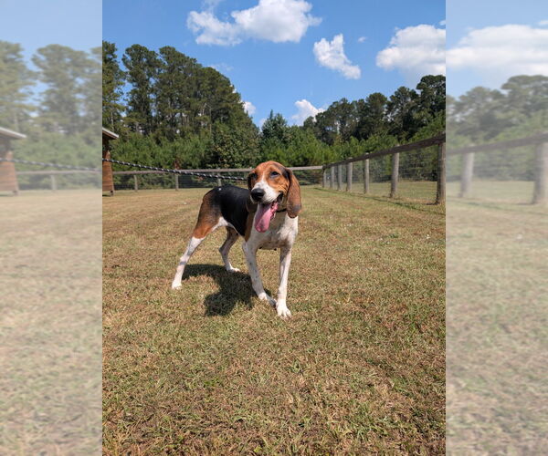 Medium Photo #2 Treeing Walker Coonhound Puppy For Sale in Canton, CT, USA
