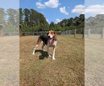 Small #1 Treeing Walker Coonhound