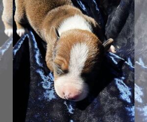 Rat Terrier Dog for Adoption in UNION, Iowa USA