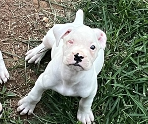 Boxer Puppy for sale in MURFREESBORO, TN, USA