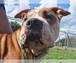 Small #2 American Pit Bull Terrier-Chinese Shar-Pei Mix