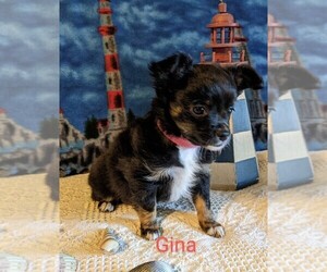 Chihuahua Puppy for sale in LEBANON, PA, USA