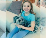 Small #1 Shih Tzu
