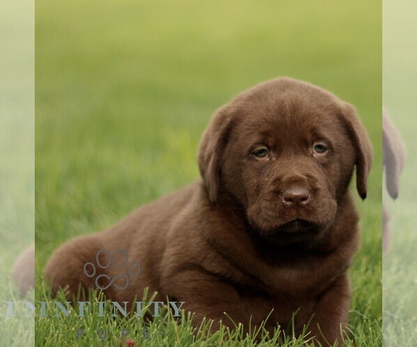 Medium Photo #4 Labrador Retriever Puppy For Sale in RONKS, PA, USA