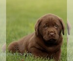 Small #3 Labrador Retriever