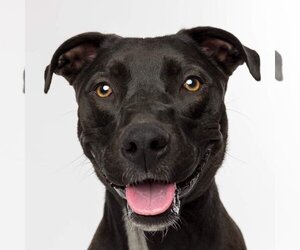 Labrador Retriever-Unknown Mix Dogs for adoption in Des Moines, IA, USA