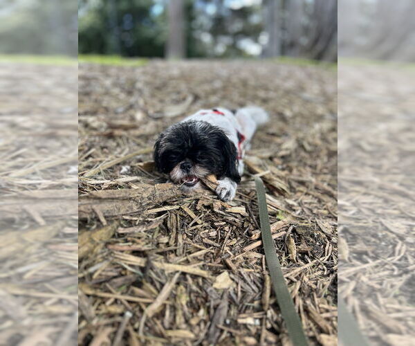Medium Photo #5 Shih Tzu Puppy For Sale in Pacifica, CA, USA