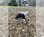 Small #4 Shih Tzu