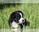 Small #1 Miniature Australian Shepherd