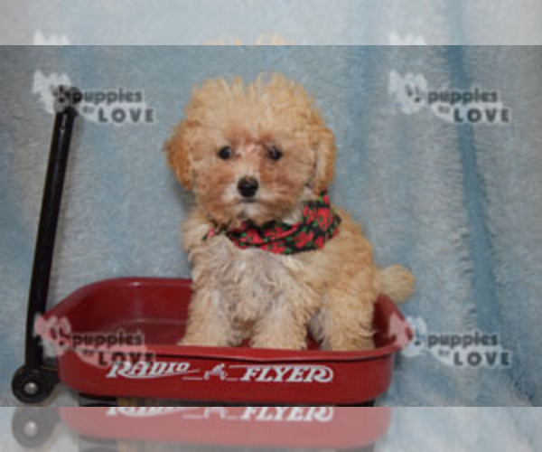 Medium Photo #10 Poodle (Toy) Puppy For Sale in SANGER, TX, USA