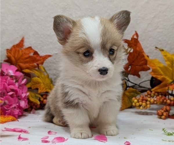 Medium Photo #12 Pembroke Welsh Corgi Puppy For Sale in GOSHEN, IN, USA