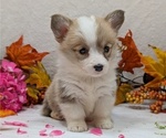 Small #11 Pembroke Welsh Corgi