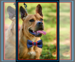 Small #8 Dogue de Bordeaux-French Mastiff Mix