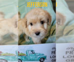 Puppy Jefferson F2 Aussiedoodle