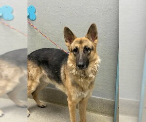 German Shepherd Dog-Unknown Mix Dogs for adoption in Las Vegas, NV, USA
