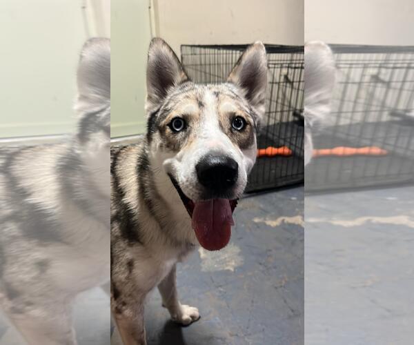 Medium Photo #1 Australian Shepherd-Siberian Husky Mix Puppy For Sale in Miami, FL, USA