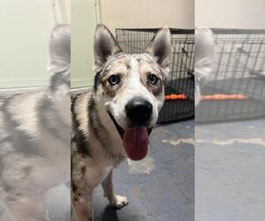 Australian Shepherd-Siberian Husky Mix Dogs for adoption in Miami, FL, USA