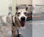 Small Australian Shepherd-Siberian Husky Mix