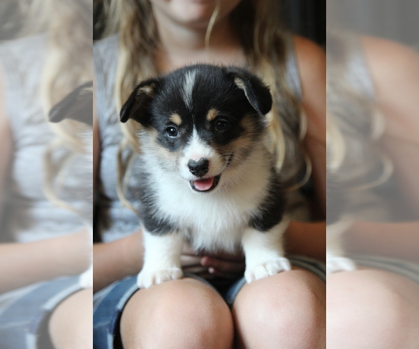 Medium Photo #9 Pembroke Welsh Corgi Puppy For Sale in FAIR GROVE, MO, USA
