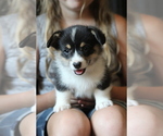 Small #8 Pembroke Welsh Corgi