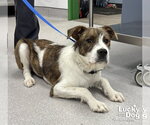 Small #2 Mutt