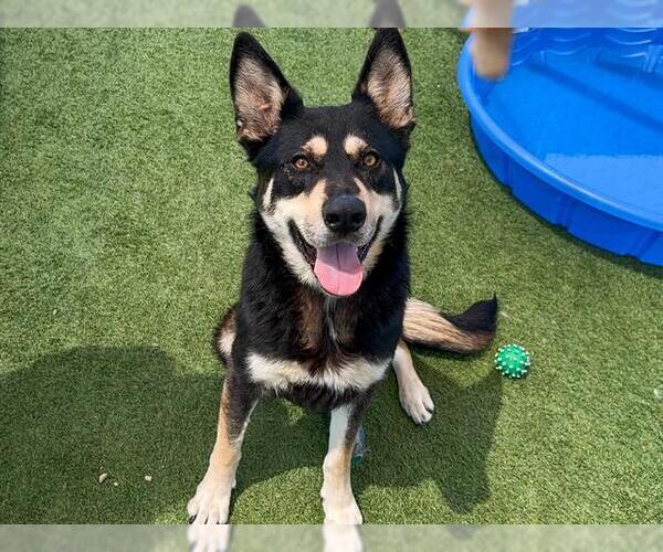 Medium Photo #2 German Shepherd Dog-Unknown Mix Puppy For Sale in Orange, CA, USA